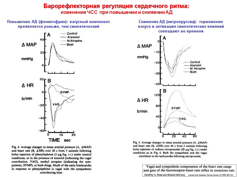 Барорефлекторная регуляция сердечного ритма:  изменения ЧСС  при повышении и снижении АД Повышение
